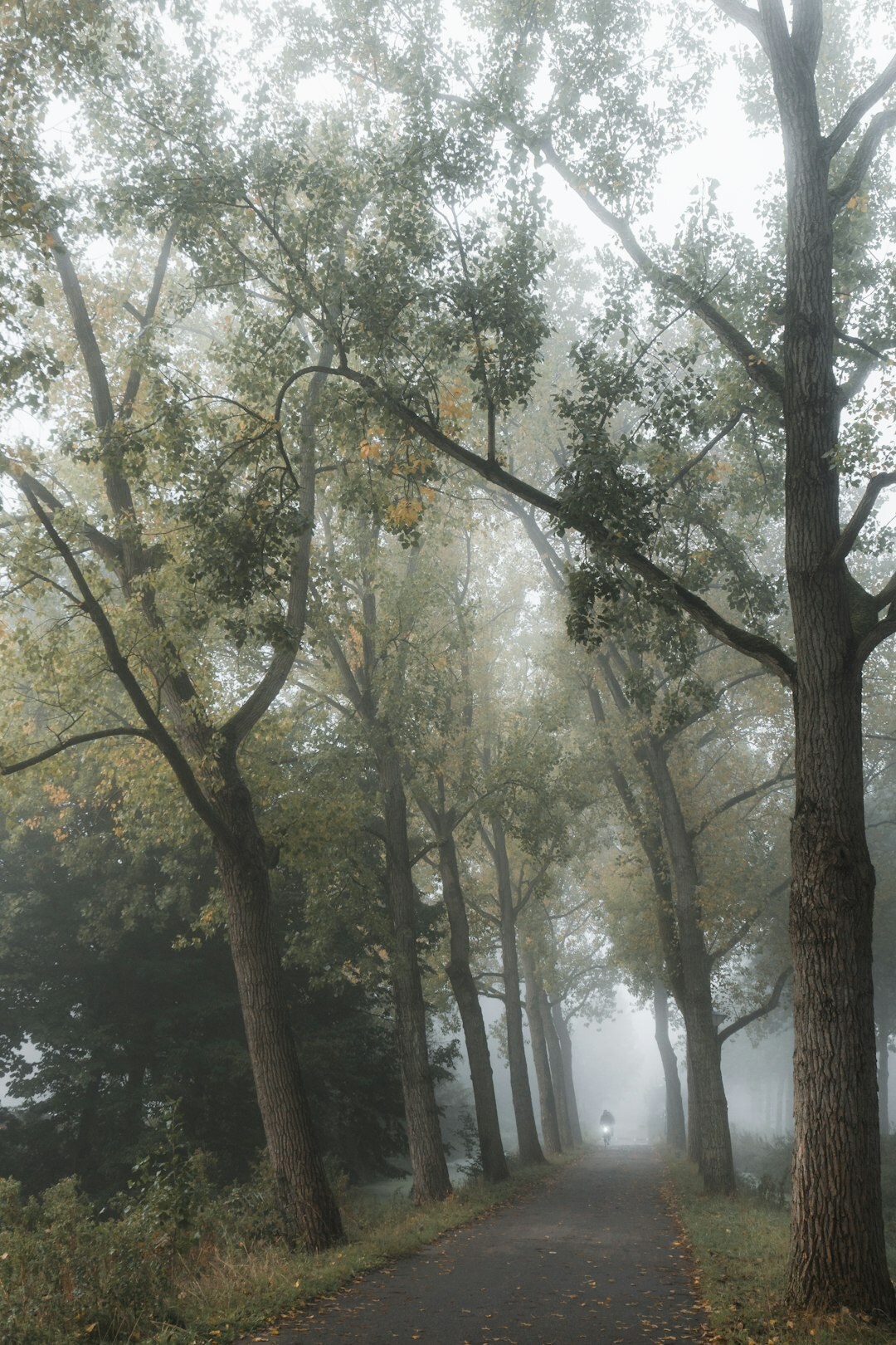 foggy forest path